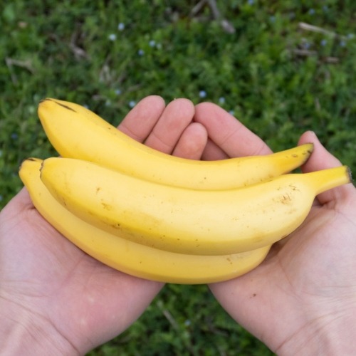 6/4 발송) 산지직송 국산 유기농 바나나 1.5kg 2.5kg 친환경 과일
